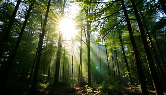 Embrace Nature: How a Breath of Fresh Air Can Transform Your Wellbeing in 2025
