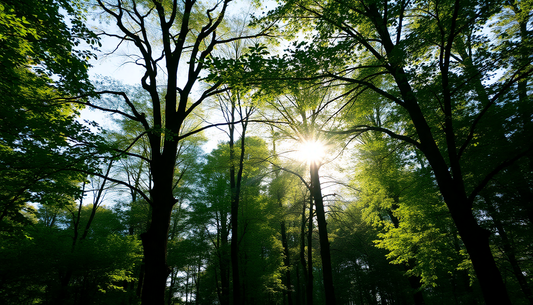 Breathe Easy: The Life-Altering Benefits of Fresh Air for Your Mind and Body in 2025